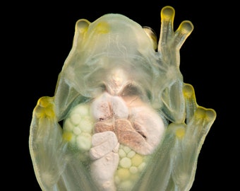 アメリカドクトカゲ - Etsy 日本