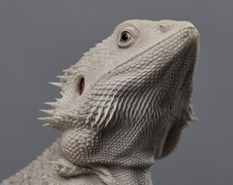 Zero Bearded Dragon