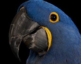 Hyacinth Macaw Print