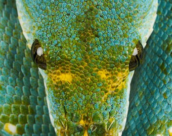 Pitón arborícola verde en primer plano