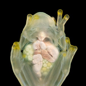 Glass Frog Portrait