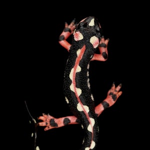 Kaiser Newt