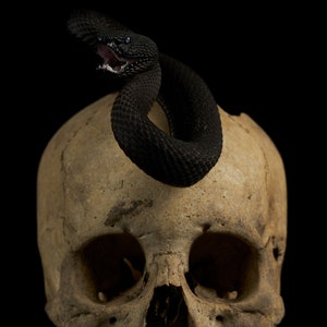 Mangrove pitviper on human skull