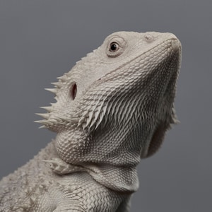 Zero Bearded Dragon