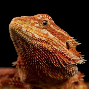 Red Monster Bearded Dragon