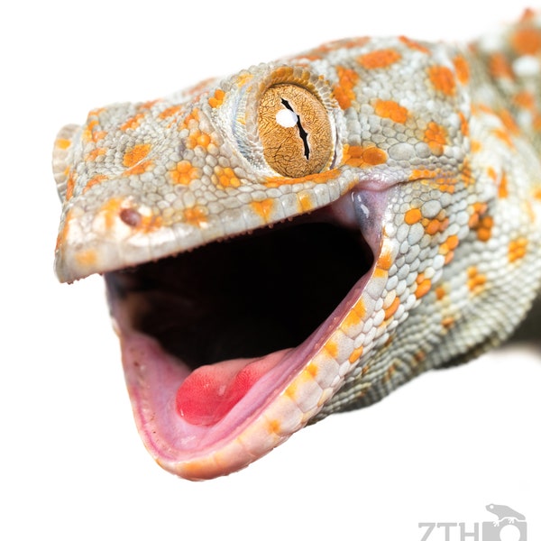 Tokay Gecko