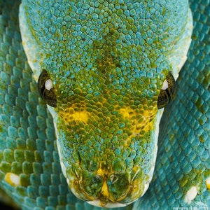 Può includere: Primo piano di un serpente verde e blu con segni gialli. Le squame del serpente sono visibili e gli occhi del serpente sono aperti.