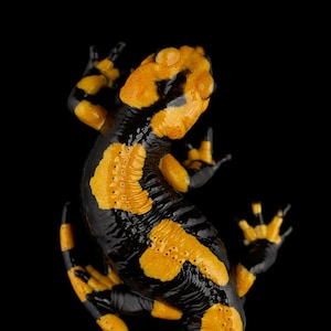 Fire Salamander