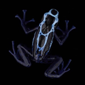 Dendrobates tinctorius ‘New River’