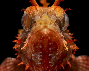 Scorpion Fish