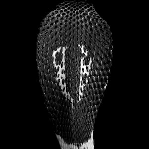 Siamese Spitting Cobra