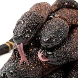 Beaded Lizards 3