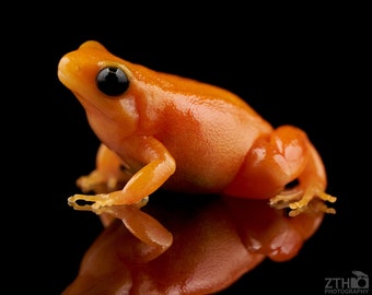 Golden mantella print