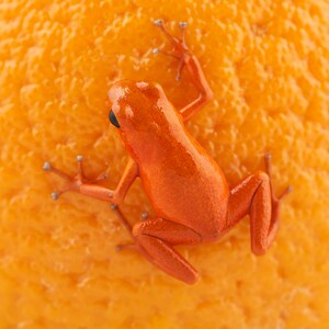 Pumilio on an orange 2