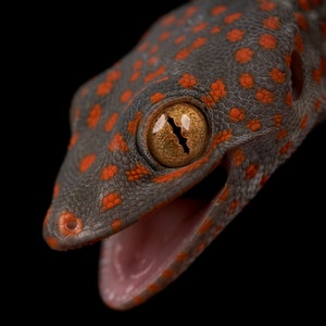 Tokay Gecko
