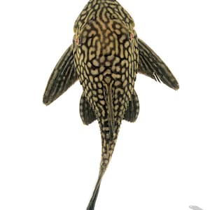 Royal Pleco
