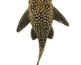 Royal Pleco