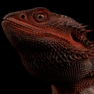Red Monster Bearded Dragon