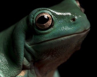 Frog portrait 2