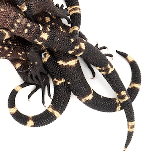 Beaded Lizard Tails