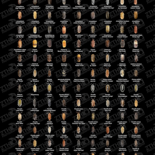 Isopod Poster Photo Print