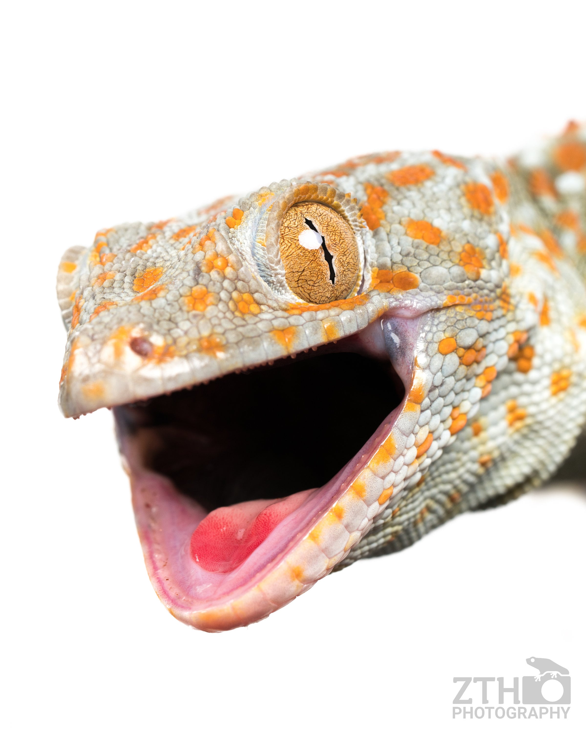 Tokay Lizard ubicaciondepersonas.cdmx.gob.mx