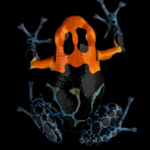 Ranitomeya fantastica 4