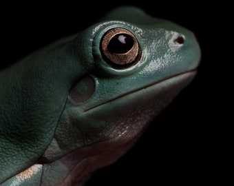 Frog portrait