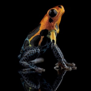 Ranitomeya print