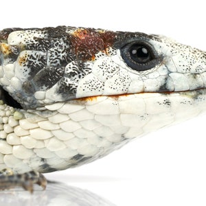 Abronia lythrochilla calico