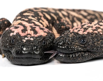 Gila Monsters