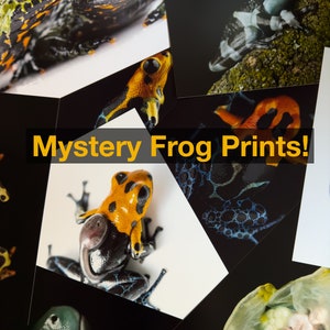 Mystery Frog Prints