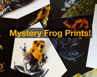 Mystery Frog Prints