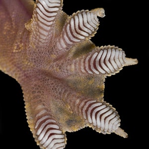 Flying gecko foot