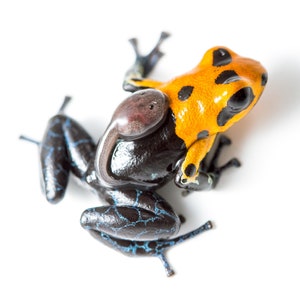 Dart Frog with Tadpole