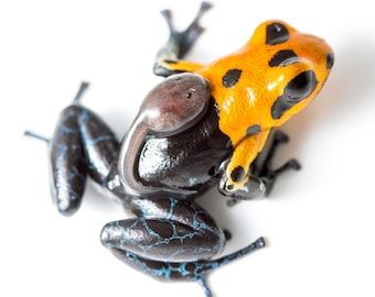 アメリカドクトカゲ - Etsy 日本