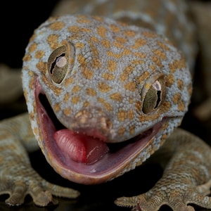 Tokay Gecko