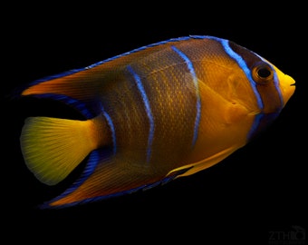 Queen Angelfish