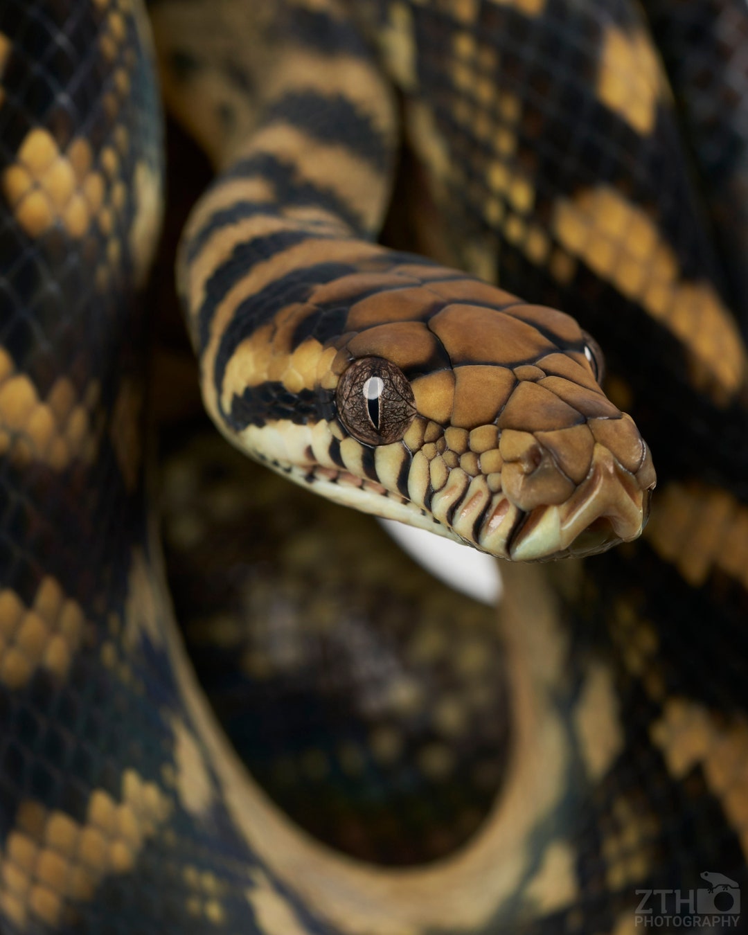 Scrub Python - Etsy