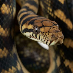 Puede incluir: Primer plano de una serpiente marrón y negra con marcas amarillas. El ojo de la serpiente es visible y las escamas son texturizadas.