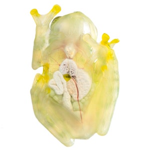 Glass Frog
