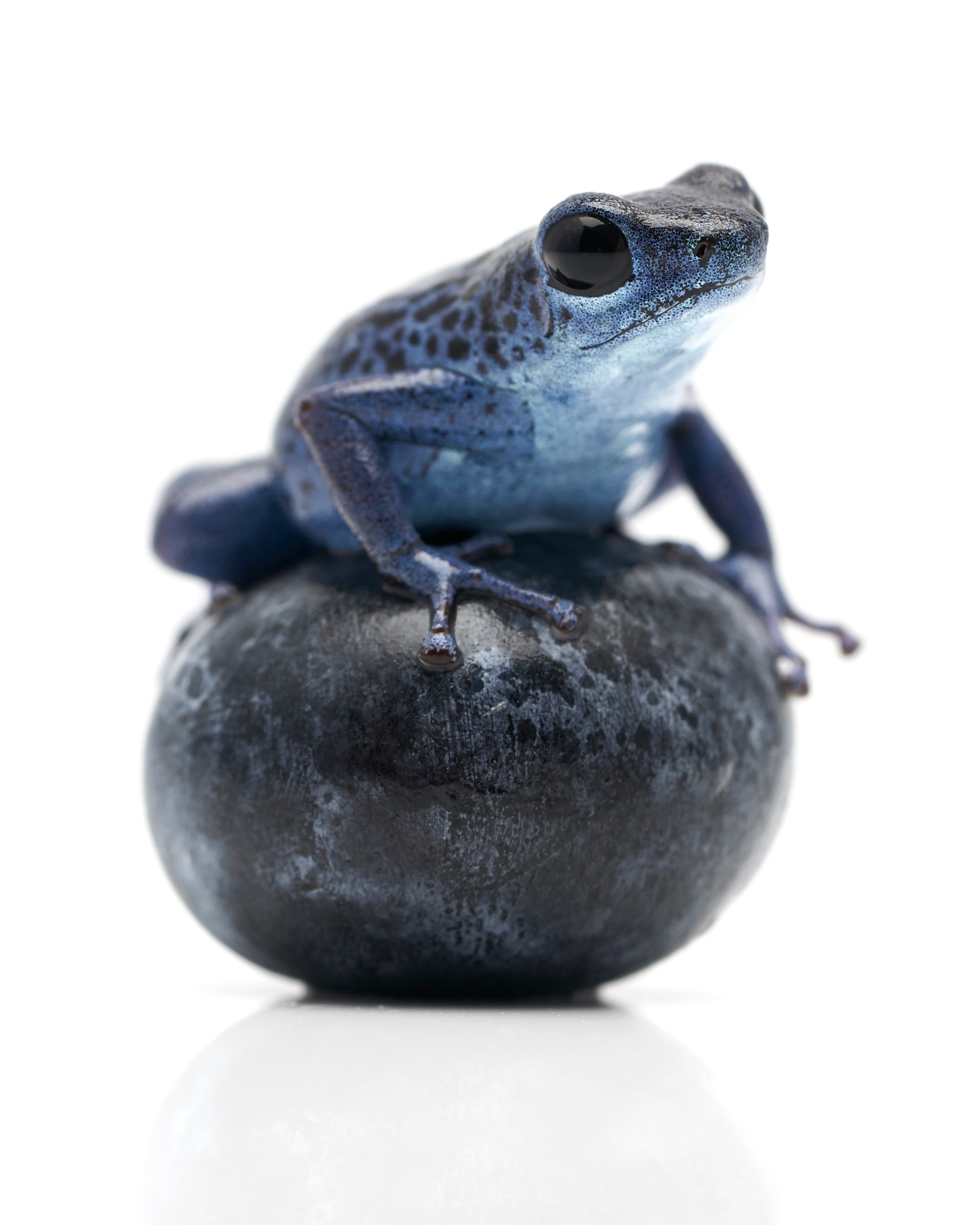 Oophaga Pumilio Rio Colubre On A Blue Berry Print Etsy Canada