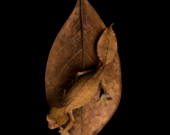 Satanic Leaf-Tailed Gecko
