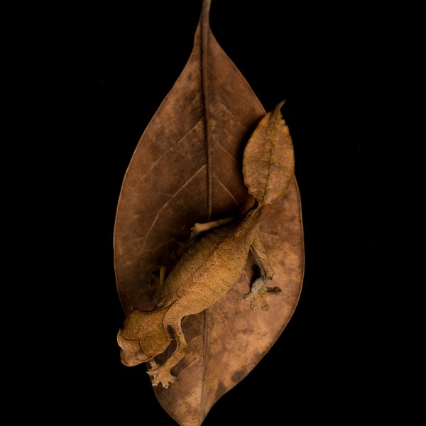 Satanic Leaf-Tailed Gecko