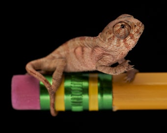 Panther Chameleon on a pencil