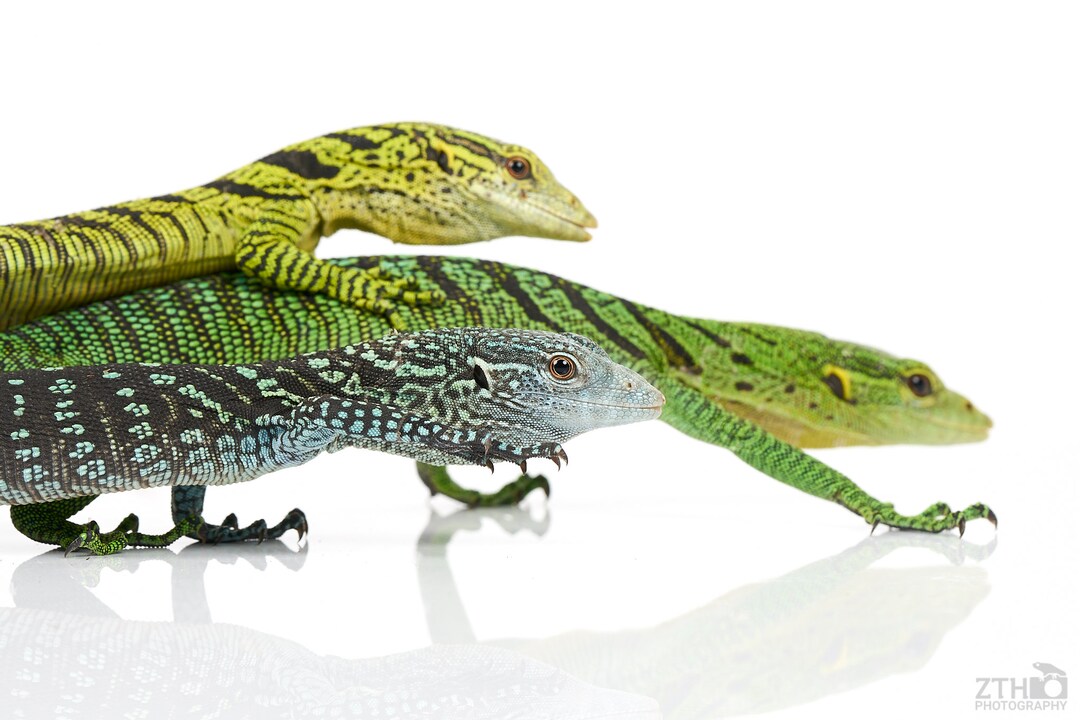 Group of Tree Monitors - Etsy