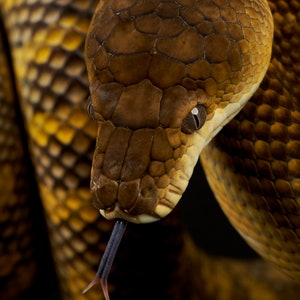 May include: Close-up of a brown and yellow snake with a forked tongue. The snake's scales are visible and its eye is open.