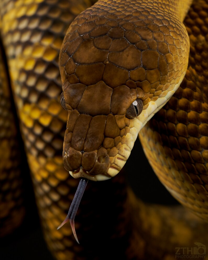 Peut inclure: Gros plan sur un serpent brun et jaune avec une langue fourchue. Les &eacute;cailles du serpent sont visibles et son &oelig;il est ouvert.