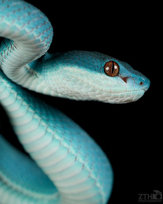 Insularis Pit Viper Bleu Serpent Bleu: Over 69,381 Royalty-Free