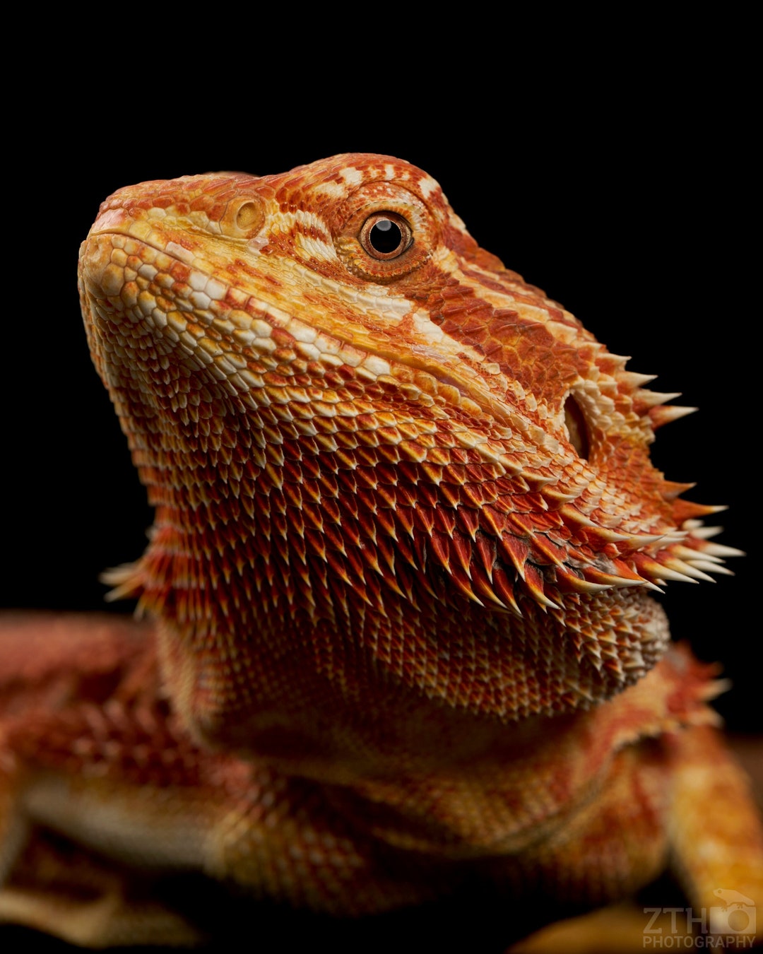 Red Monster Bearded Dragon - Etsy